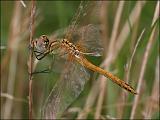 2007-08-18_Zwervende_heidelibel_-_Zuidlaardermeer, zuidoever_1